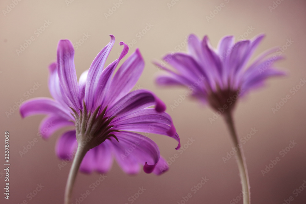 Fioletowe kwiaty - obrazy, fototapety, plakaty 