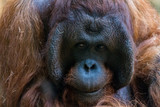 Fototapeta Zwierzęta - Orangutan