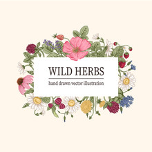 Wild Flowers. Herbal Tea. Vector Illustration.