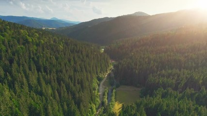 Wall Mural - Aerial Drone View: Sunset over pine tree forest and country road. Mountain range in background. Nature landscape. Recreation, travel, holidays. Carpathians, Ukraine, Europe. Camera go up. 4K motion