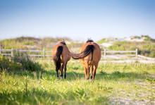 Two Wild Ponies (Equus Caballus) Walking Away From The Camera At Assateague Island National Seashore, Maryland