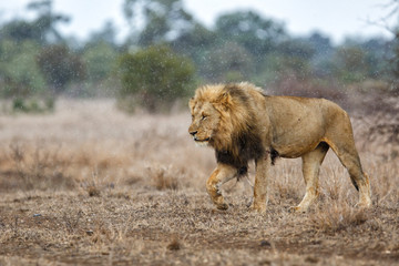 Wall Mural - dominant male lion walking in the rain in kruger national park in south africa
