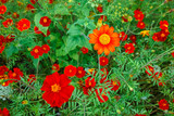 Fototapeta Maki - Mixed red flowers in garden