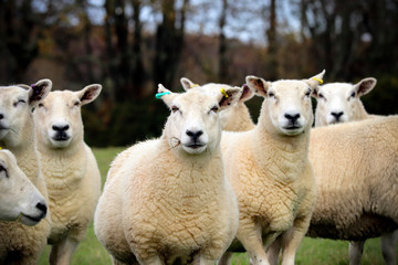 English sheep in a grass field