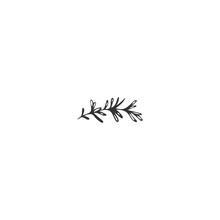 Vector Hand Drawn Object. Kitchen Logo Element, A Sprig Of Rosemary.