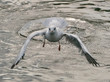 Seagull taking off on water