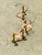Canada goose goslings on water