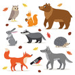 Set of forest, woodland animals isolated on white background, owl, squirrel, hare, bear, fox, wolf, badger, hedgehog bullfinch and fallen leaves vector illustration