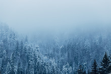 Coniferous Trees Covered With Snow And Fog On Top Of The Mountai