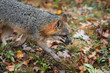Grey Fox (Urocyon cinereoargenteus) Trots Right in Autumn