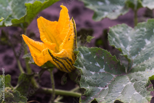 Fotografia  Huge yellow flowers of pumpkin on a stalk. Pumpkin leaves.