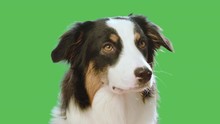 Dog Head Against Chroma Key Green Screen Background. Cute Aussie Looking At Camera And Away On Green Chromakey Background For Keying. Beautiful Australian Shepherd Puppy - Portrait Close-up. 