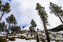 Landscape In Van Sickle Bi-State Park On A Winter Day With Changing Weather; South Lake Tahoe, California