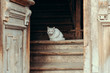 © mettus - Old open door with cat sitting inside