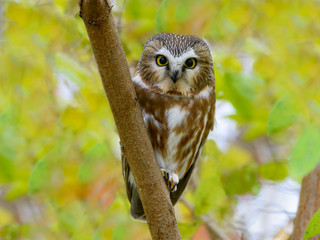 Wall Mural - Northern Saw-whet Owl Portrait in Fall