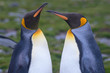 Close Up of a King Penguin Pair Facing Each Other