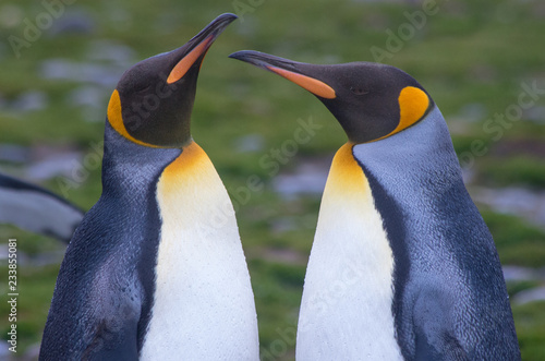 Fotografía Close Up of a King Penguin Pair Facing Each Other