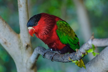 Wall Mural - Red green bright parrot in Puerto de la Cruz