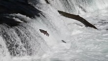 Spawning Salmon Jumping Up Brooks Falls, Katmai National Park, Alaska