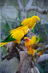 Wall Mural - Colorful yellow parrot, Sun Conure Aratinga solstitialis, standi