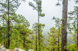 Fototapeta Las - Canarian pines, pinus canariensis in the Corona Forestal Nature