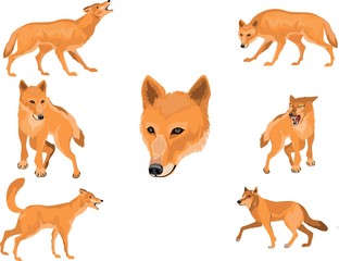 Wall Mural - Red Wolves animals in different poses set,isolated vector illustration