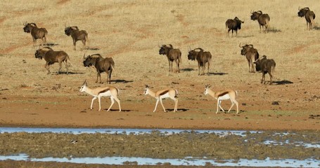 Canvas Print - Black wildebeest and springbok antelopes at a waterhole, Mokala National Park, South Africa