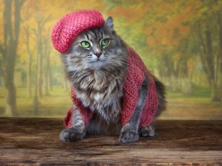 Young pretty kitty in knitted jacket and autumn