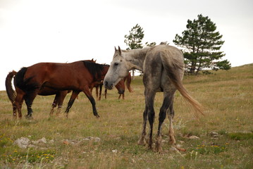 Horses in the meadow