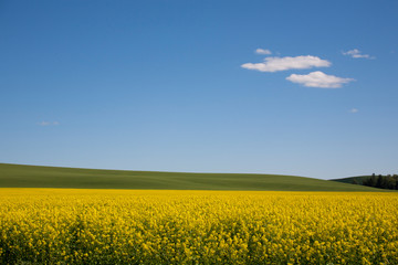 Wall Mural - yellow field of rape