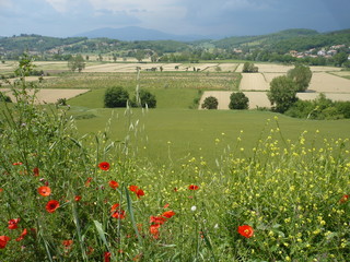 Flowers on the mountain field. Beautiful natural landscape in the summer time