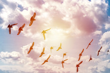A Flock Of Pigeons Flying In The Blue Sky Among The Clouds And Sunlight, The Concept Of Freedom