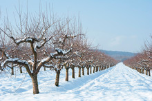 Orchard, Winter