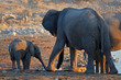 Elefantenbaby mit großen Elefanten am Wasserloch Okaukuejo im Etosha Nationalpark in Namibai