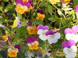Fototapeta Kwiaty - OLYMPUS DIGITAL CAMERA