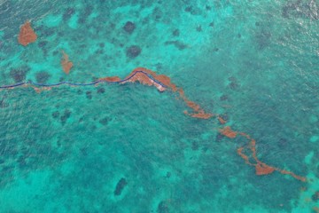 caribbean sea covered by sargasso algae in Tulum