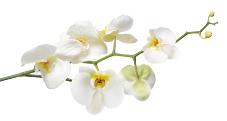 White orchid isolated on white