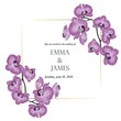 Botanical wedding invitation card template design, violet orchid flowers branch with golden frame on white background, vintage style.