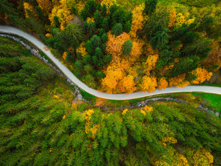 Wall Mural - Autumnal foliage  in woodland and winding road, drone aerial view
