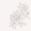 Vector dahlia flower. Autumn flowers bouquet.  Element for design. Sketch hand-drawn contour lines and strokes.