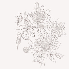 Wall Mural - Vector dahlia flower. Autumn flowers bouquet.  Element for design. Sketch hand-drawn contour lines and strokes.