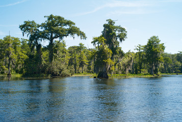 Mysterious Landscape with Trees, Spanish Moss and the Waters of Wakulla River at Wakulla Springs, Florida, United States