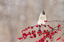 A Close Up Of A Tufted Titmouse On A Branch Of Berries