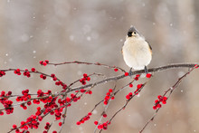 A Tufted Titmouse Perched On A Branch Of Berries In Winter
