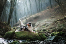 Dog In Nature In The Morning. Australian Shepherd At Sunrise In The Forest Near The Water. Pet For A Walk