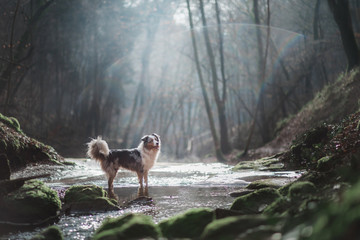 Wall Mural - dog in nature in the morning. Australian shepherd at sunrise in the forest near the water. Pet for a walk