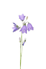 Wall Mural - Rundblättrige Glockenblume (Campanula rotundifolia)