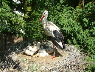 Storch