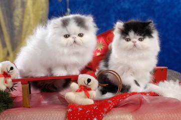 Two black and white persian kitten in christmas decoration