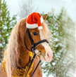 © Viktoria Suslova - pony in a Christmas red cap in the snow in the woods